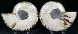 Polished Ammonite Pair - Million Years #22222-1